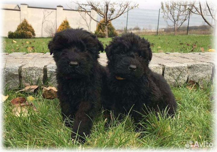 Щенки Русского Чёрного Терьера