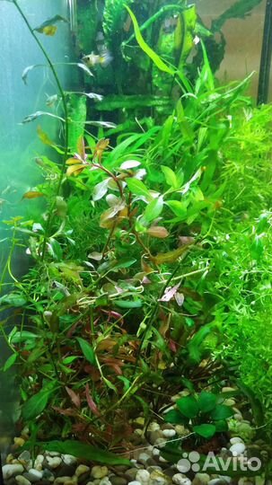Аквариумные растения, прополка