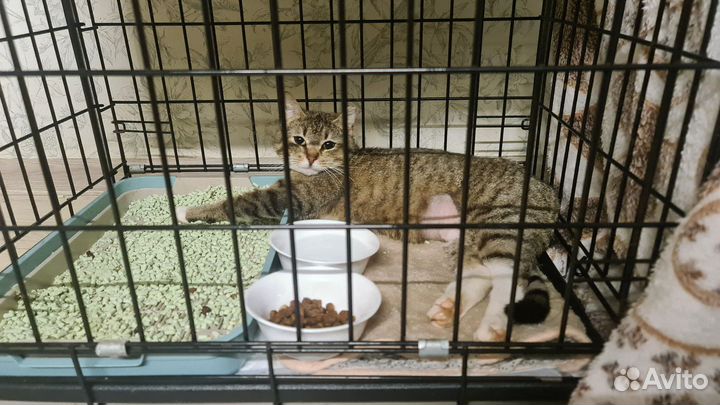 Кошечка ищет дом