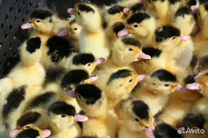 Муларды оптом и в розницу