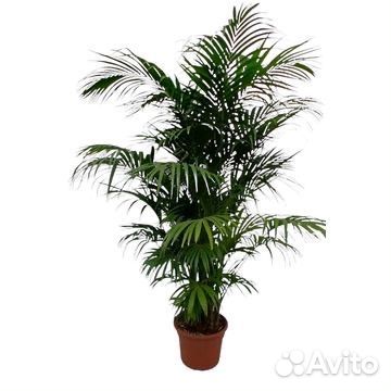 Пальма ховея 250+ см