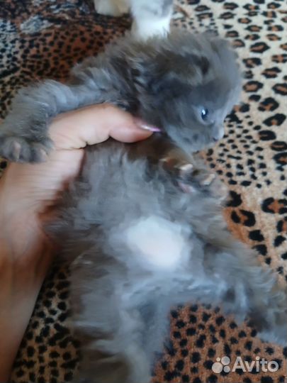 Мейн-кун вязка, котята