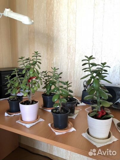 Толстянка денежное дерево