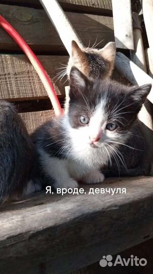 Котята за киндер