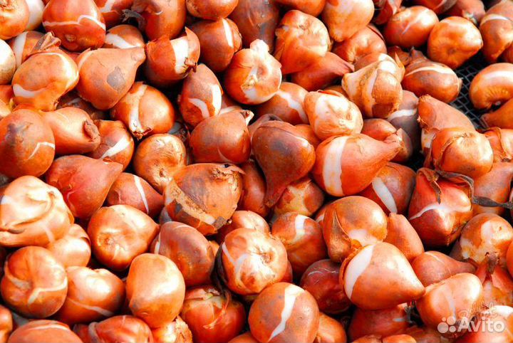 Луковицы тюльпанов Голландия 12,14 оптом