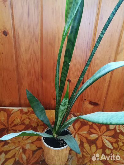 Сансевиерия