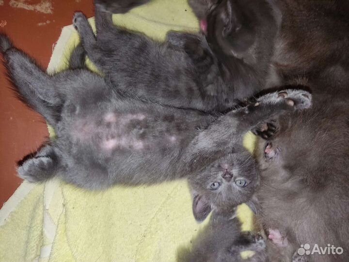 Котята в добрые руки