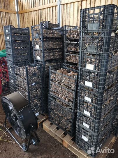 Чеснок оптом