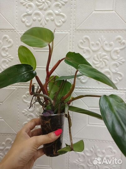 Филодендрон ред твинс