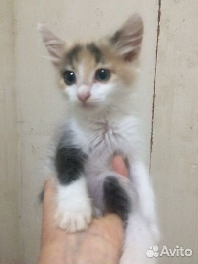 Котенок в добрые руки