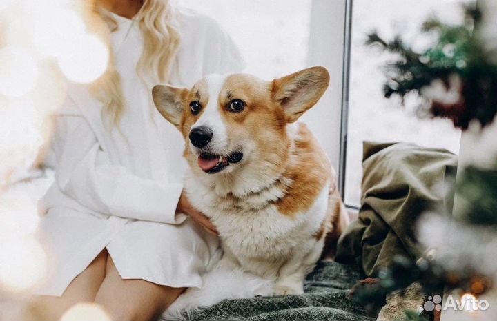 Вельш-корги (вязка)