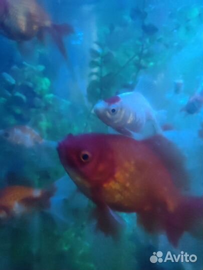 Золотая рыбка (риукин красный)