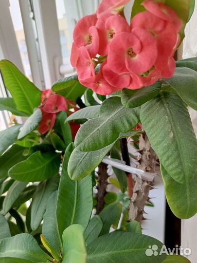 Фикусы и молочай