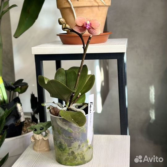 Орхидея фаленопсис мини