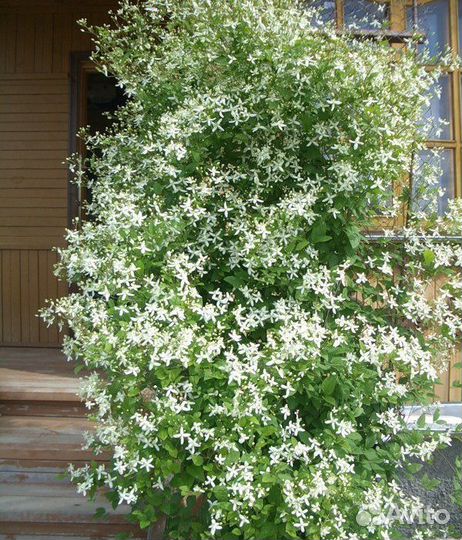 Клематис белый (или виноградолистный)