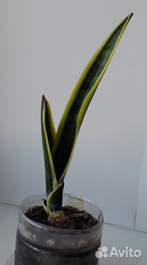 Сансевиерия пёстролистная или щучий хвост