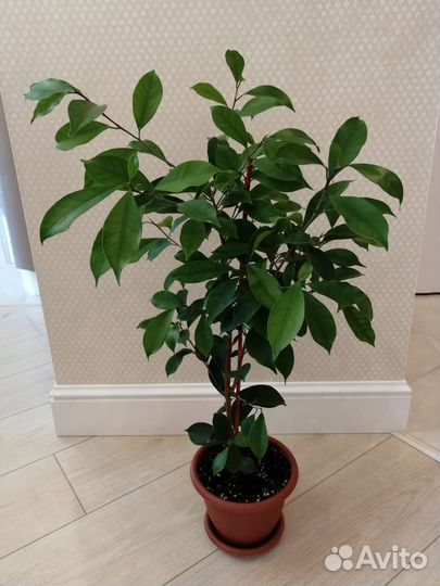 Фикус микрокарпа Ретуза Грин