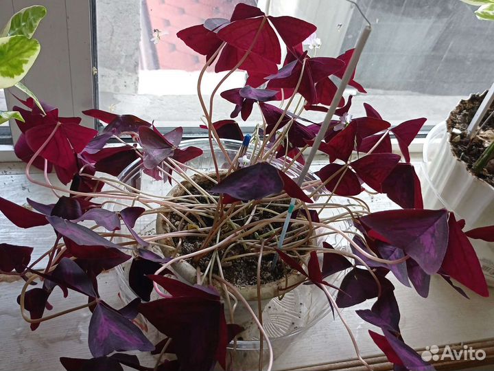 Комнатные растения цветы