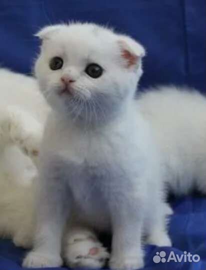 Шотландские котятки