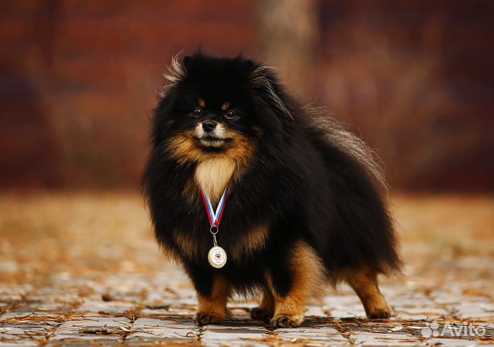 Вязка. Малый шпиц