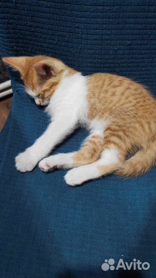 Отдам бесплатно животные