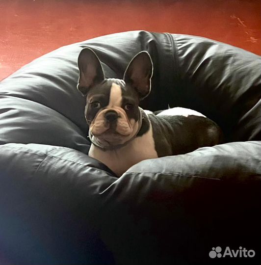 Французский бульдог