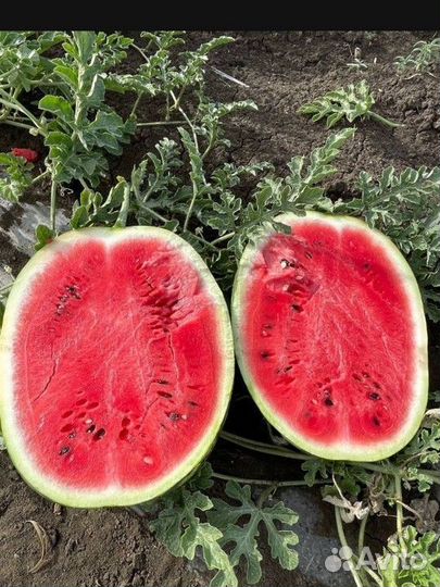 Арбуз оптом