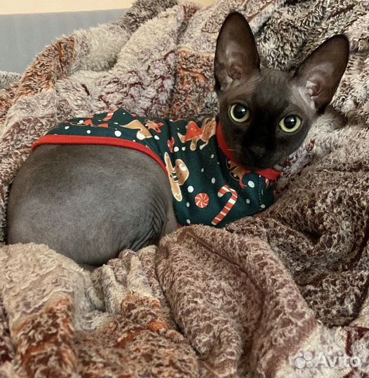 Канадский сфинкс на вязку