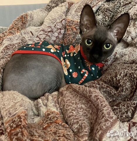 Канадский сфинкс на вязку