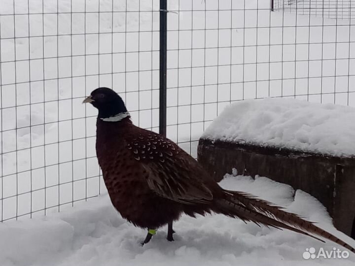 Охотничй фазан