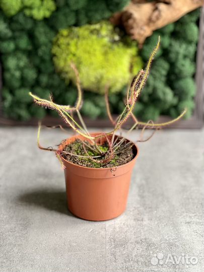 Росянка Бината Drosera Binata 9см