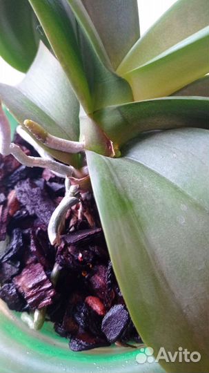 Орхидея фаленопсис