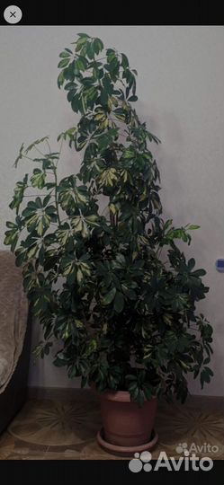 Комнатные цветы Шеффлера 2.3м