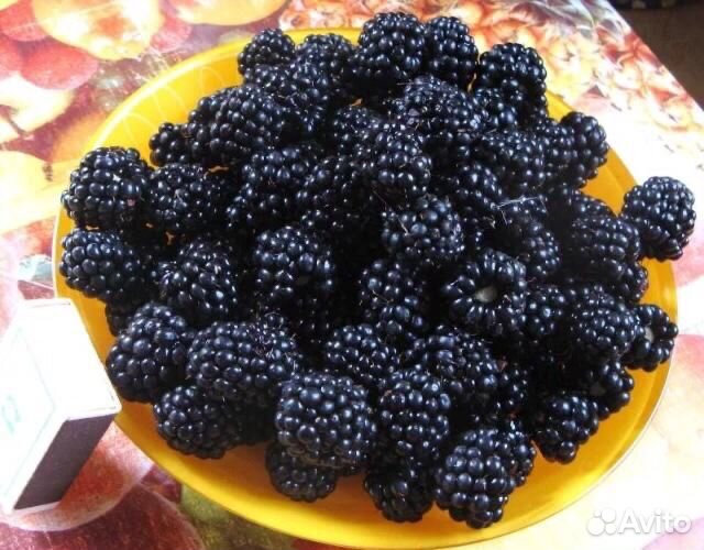 Саженцы Ежевики