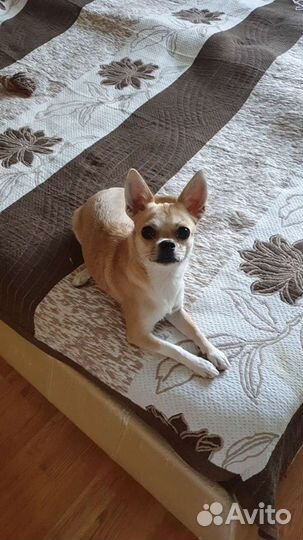 Передержка животных