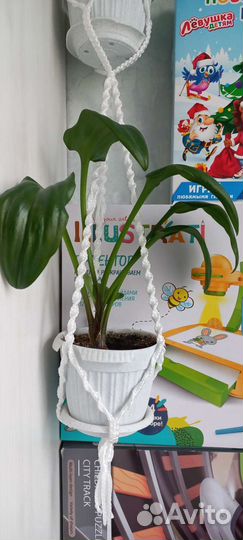 Эписция,дримиопсис