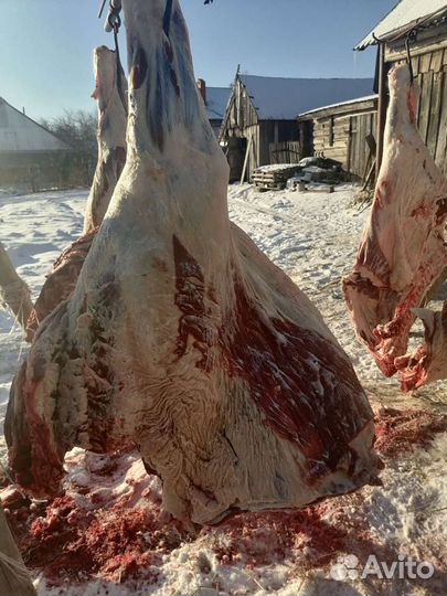 Мясо деревенское Халяль. оптом и в розницу