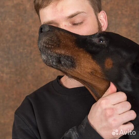 Фотосессия с доберманом