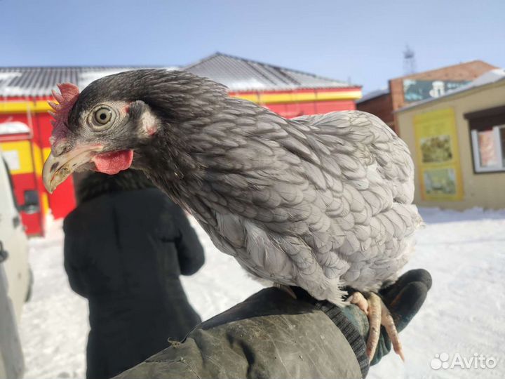 Куры молодки. 4,5 месяца красные