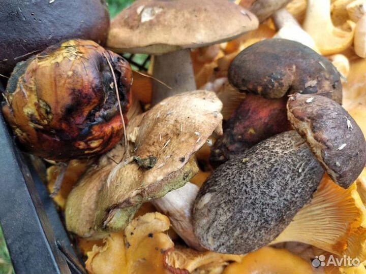 Продаю грибы лисички и др
