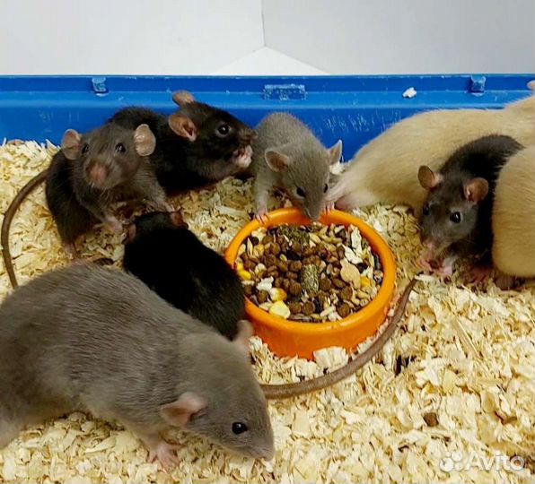 Крыса Дамбо