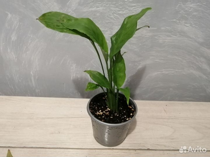 Спатифиллум