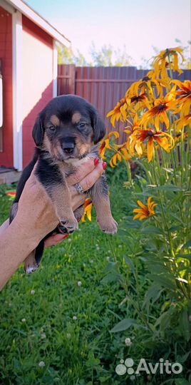 Щенки бигля