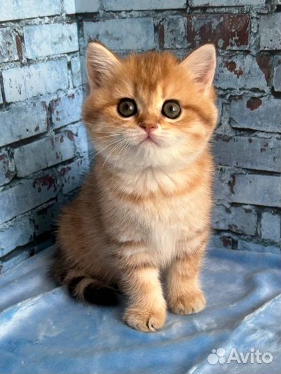 Британские кошечки золотого окраса