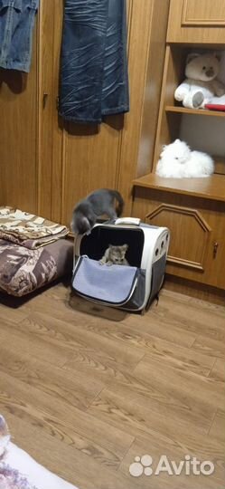 Котята ищут дом