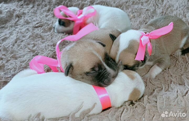 Американский питбультерьер