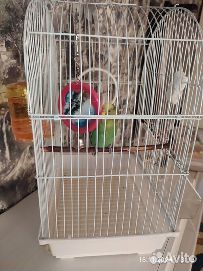 Канарейка самка