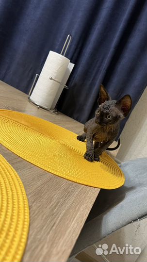 Канадский Сфинкс