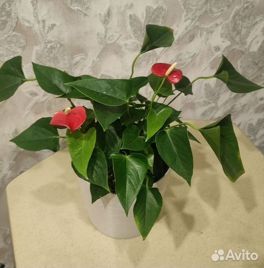 Комнатные цветы