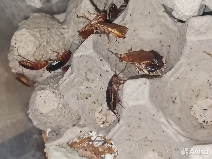 Сверчки двупятнистые, зоофобас, тур. таракан